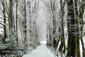 snowy tree tunnel