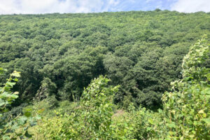 Coed y Foel Woodland