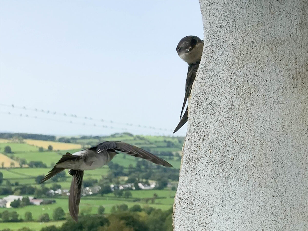House martin perched on window frame. Mailing list sign up.