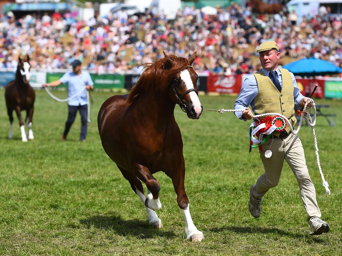 Events in Mid Wales 2024 - horse shows