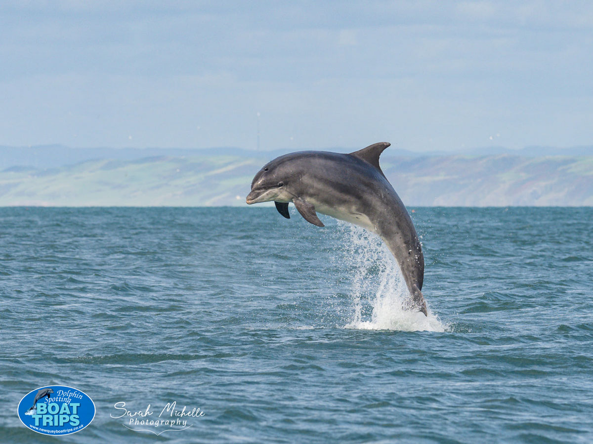 Wildlife and Nature in Mid - West Wales Dolphin watching New Quay
