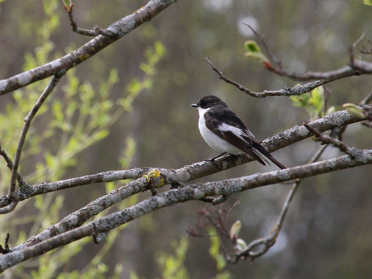 Wildlife and Nature in Mid - West Wales - Pied Flycatcher RSPB Gwenffrwd Dinas