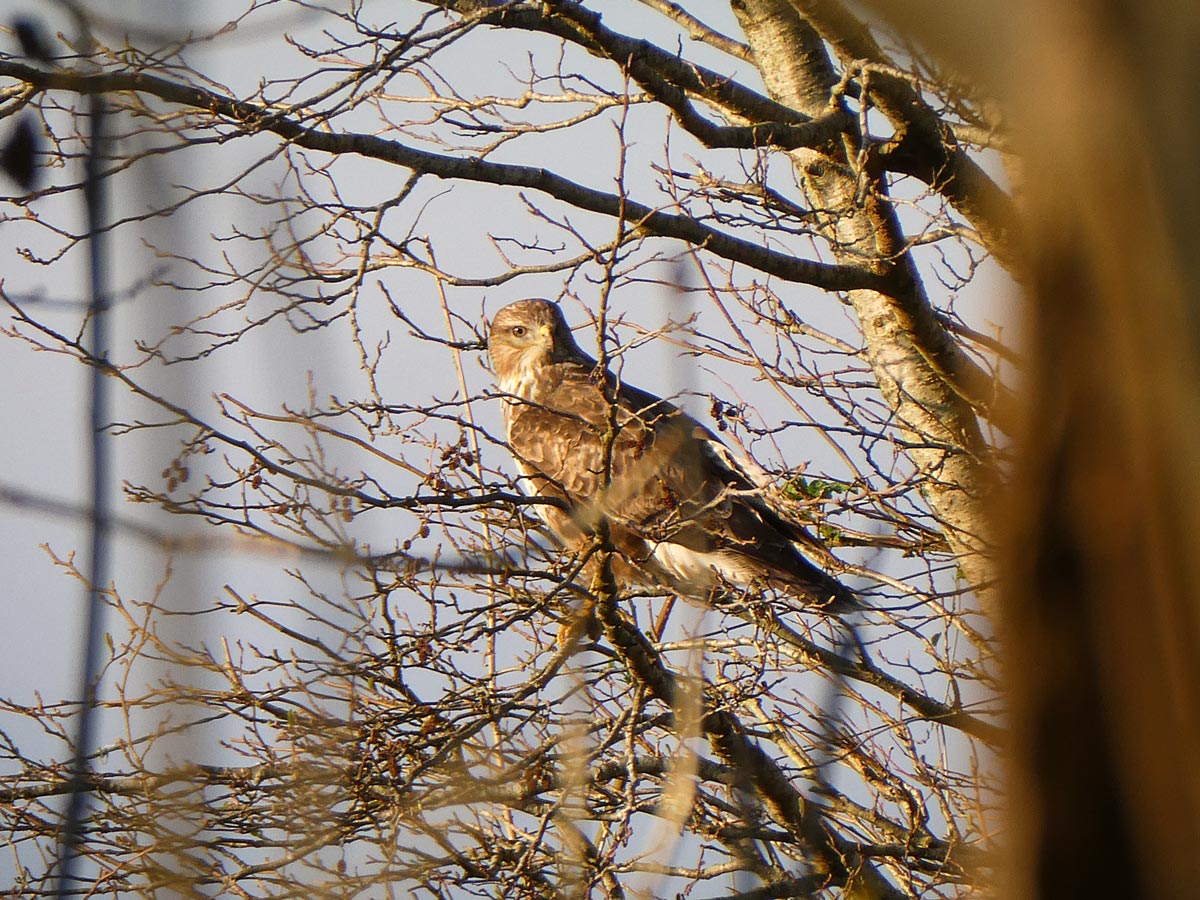 Buzzard watching the Bird Hide Build