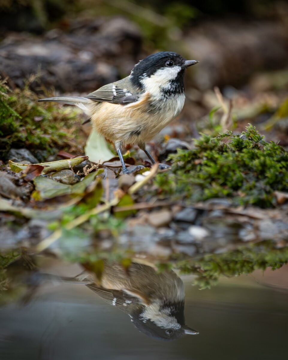 Coal Tit at Misty Heights Bird Hide