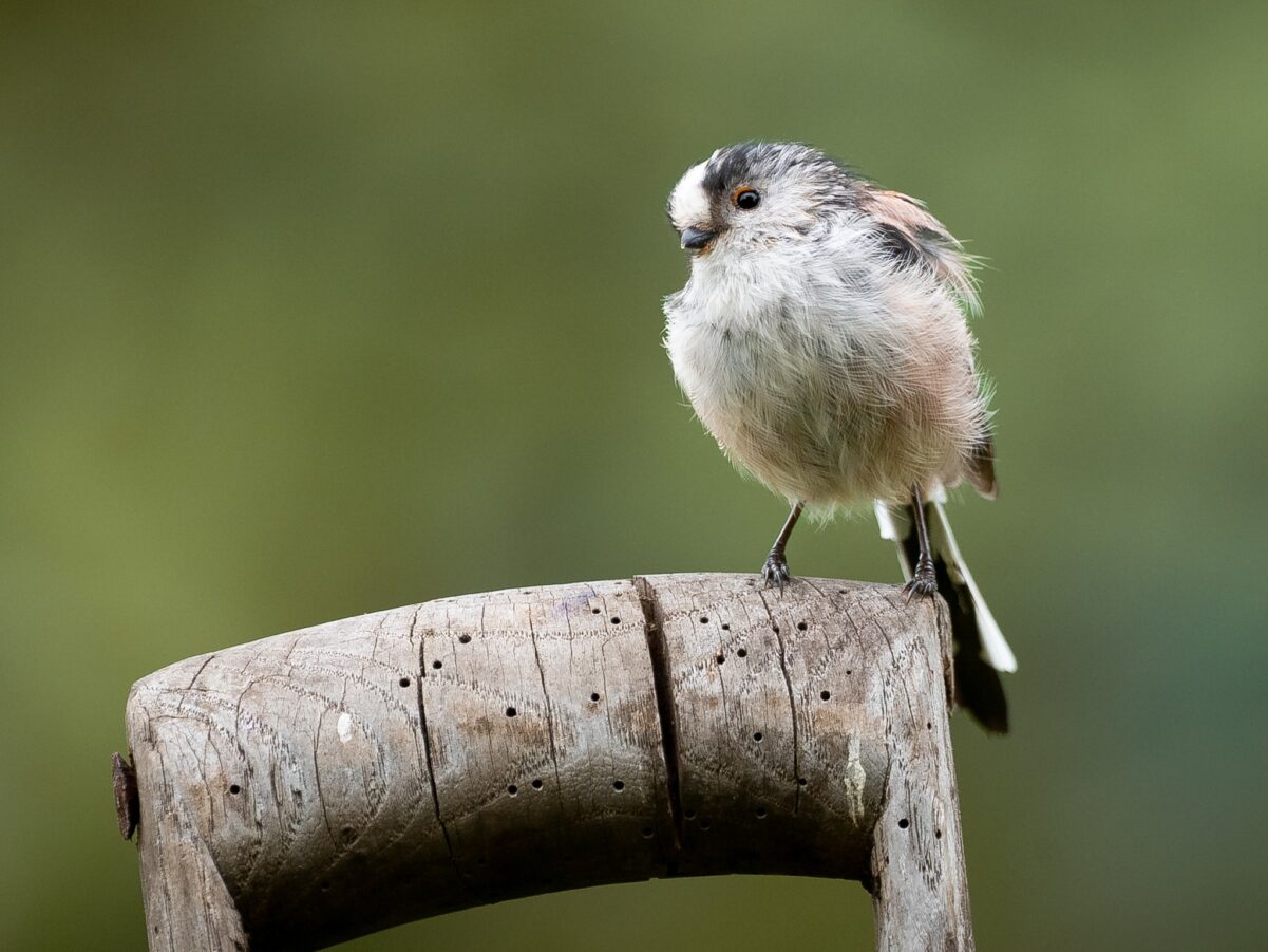 Long-tailed tit at Misty Heights Bird Hide