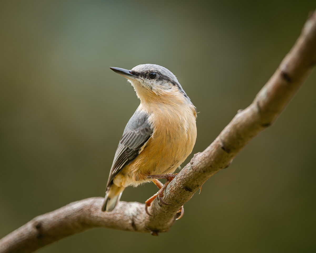 Nuthatch at Misty Heights Bird Hide