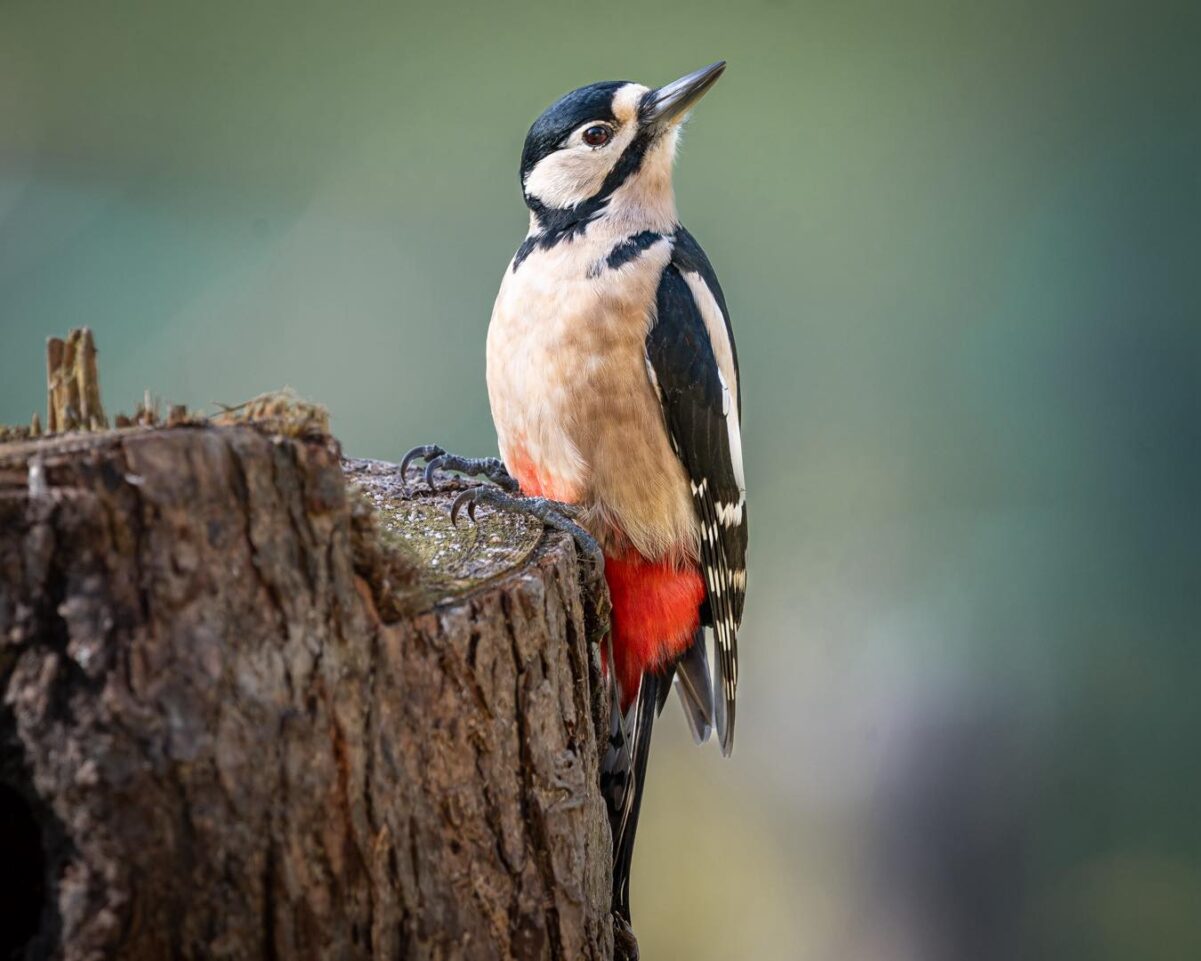 Greater Spotted Woodpecker at Misty Heights Bird Hide