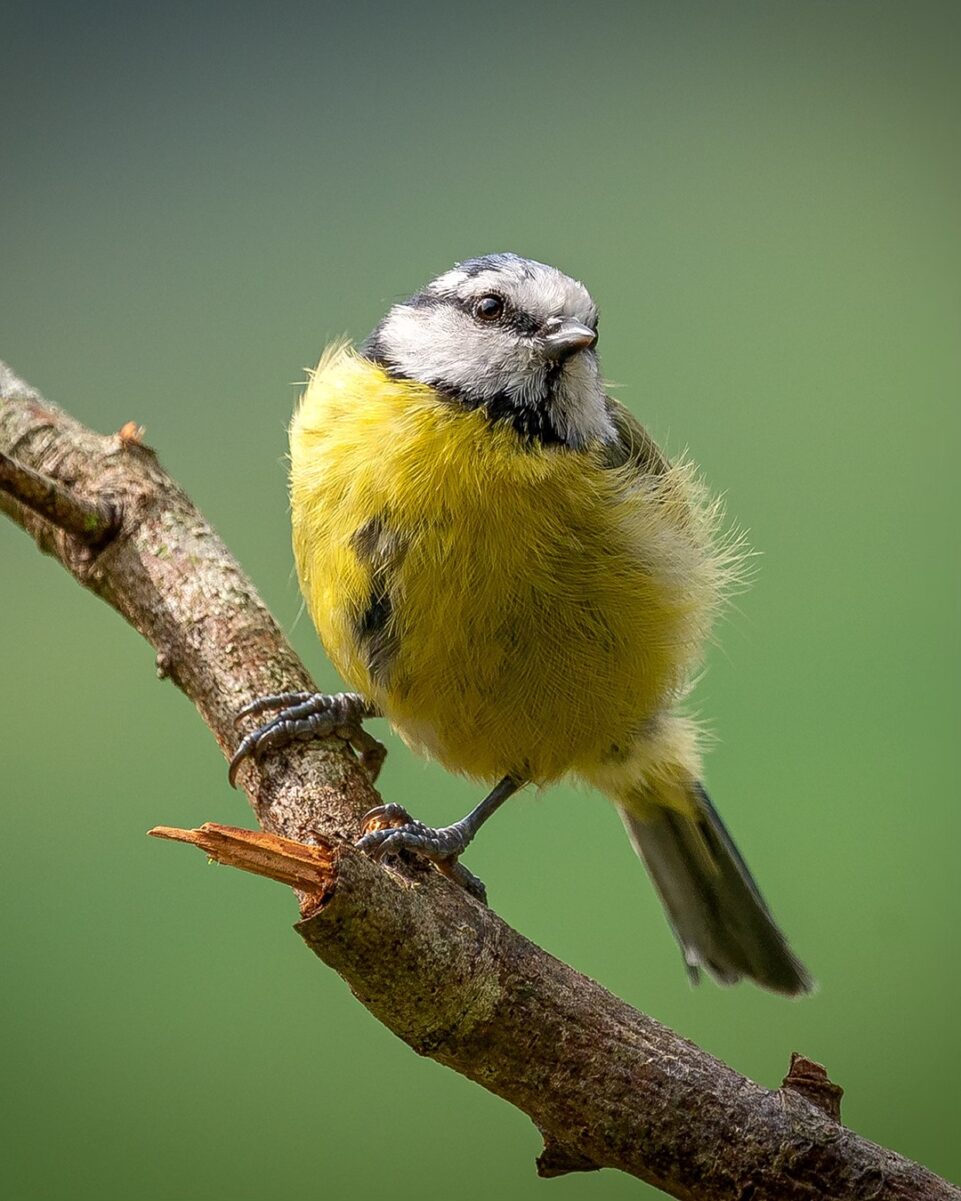 Blue Tit at Misty Heights Bird Hide