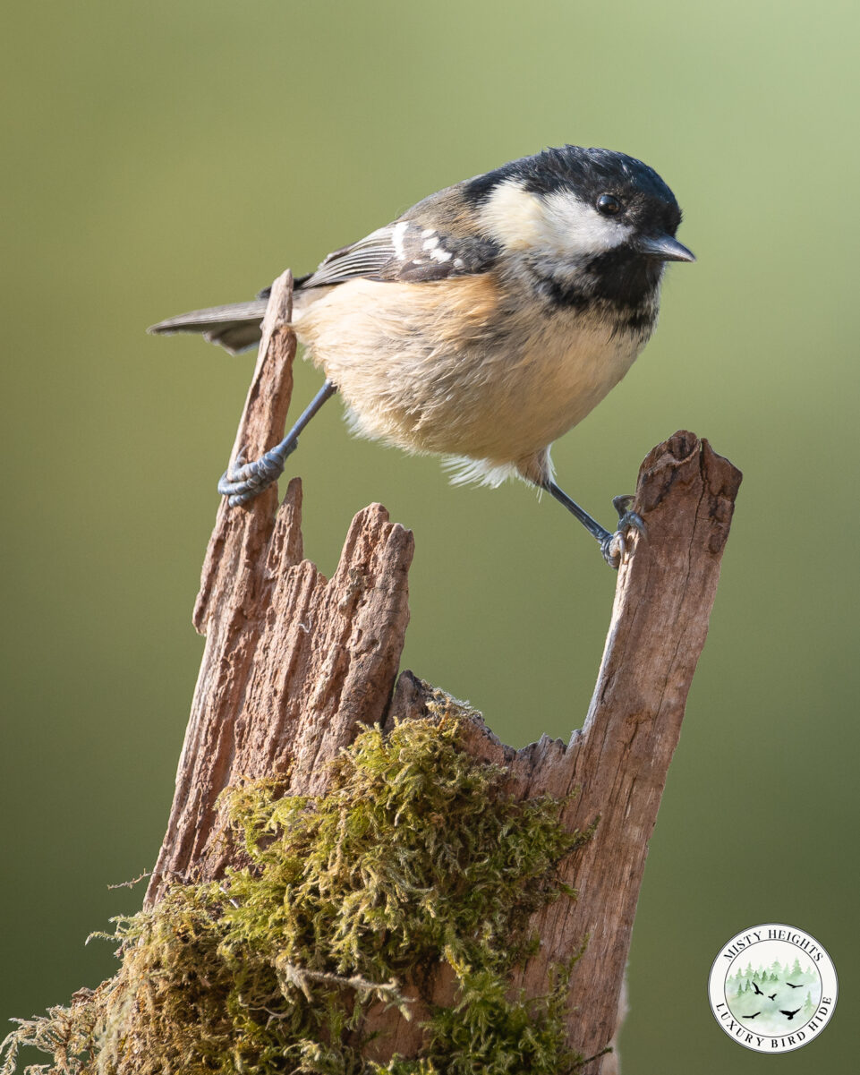 Birdwatching & Bird Photography Cottages