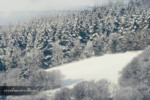 Snowy Pines Ceredigion