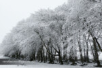 Beech trees in the snow