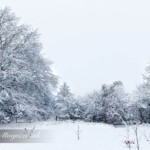 snowy meadow scene