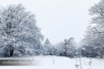 snowy meadow scene