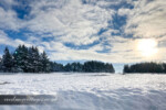 Pine Trees in the snow