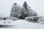 snowy trees carmarthenshire