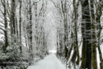 snowy tree tunnel