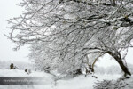 snow tree tunnel