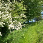 Beautiful May Flowers on the Hawthorn