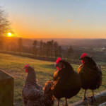 Leia, Lola & Siouxsie watching the sunset