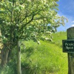 Picnic Meadow at Coedmor Cottages